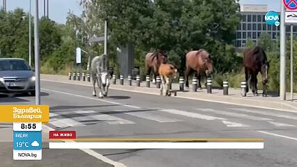 Кола удари крава на Околовръстния път в София