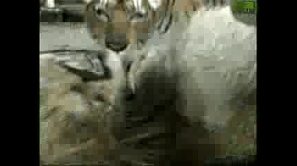 Animal Face - Off Lion vs. Tiger 
