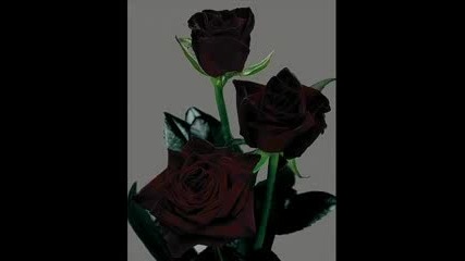 Baccara - Love You Till I Die