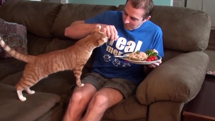 Вижте какво прави тази котка , докато този мъж се храни , а за нея не остава нищо !