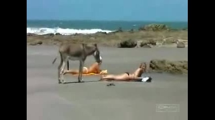 вижте това магаре