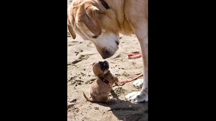 sweet animals 