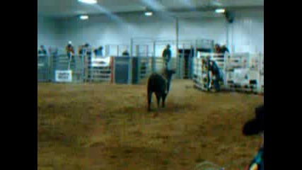 Rank Bull at Rodeo 