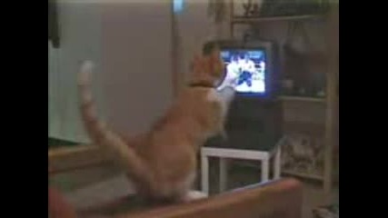 Коте боксйор | смяяхх 