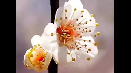 Sakura Ode 