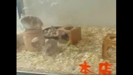 Мишка Се Прави На Лекоатлет