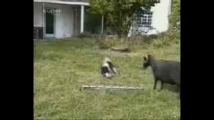 Куче срещу Коза [ голям смях ]