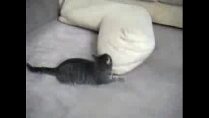Котка и Куче 