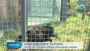 Нов рядък вид човекоподобна маймуна в Софийския зоопарк