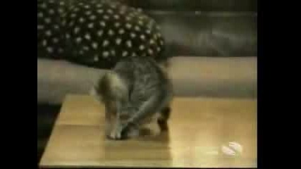 Много Смешни Котки
