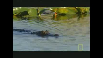 Крокодил Срещу Питон