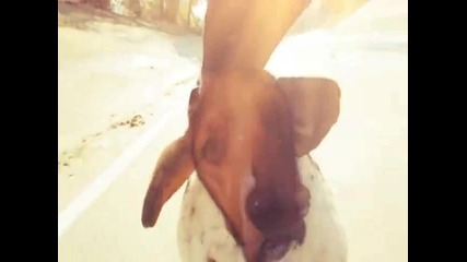 Dogboard - Още едно забавно изобретение :d