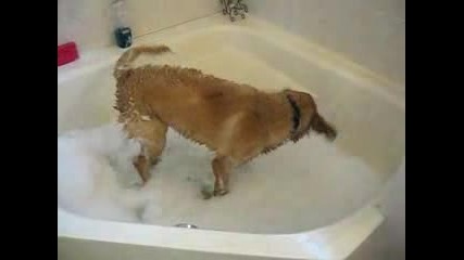 Golden Retriever - Puppy In Bubble Bath