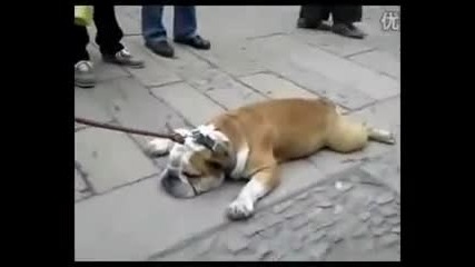 Сладко мързеливо куче