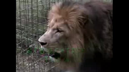 Лъв - Lion Roar - Extreme Close Up!!!