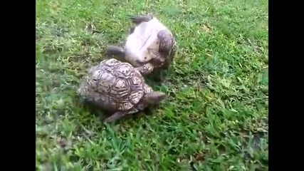 Приятел в нужда се познава