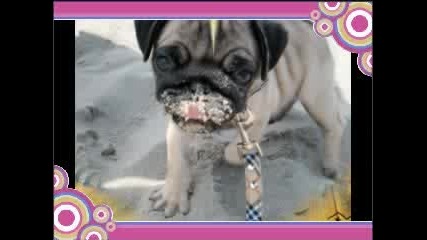 Sweet - Dogs