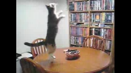 Танцуваща Котка 