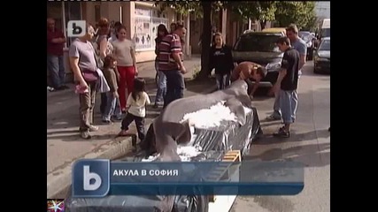 София, 4-метрова 300 кг-мова акула задръсти движението
