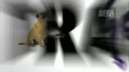 Dogs 101 - Puggle 