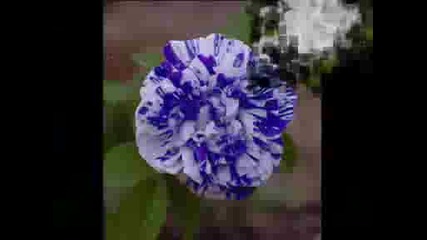 Rozi - Blue One Love