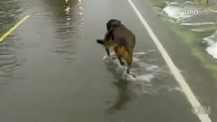 - Куче хваща риби,докато пресичат пътя!!!