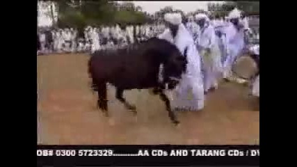 ku4ek