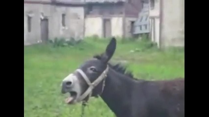 Магаре и Deat Metal