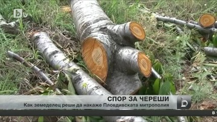 Драма с черешови насаждения в Пловдивско