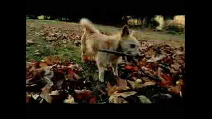 Pedigree Commercial - Fetch