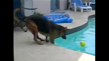 Смях! Куче пада в басейн опитвайки се да достигне топка!