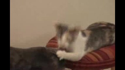 Котки се бият на стол