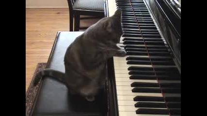Коте свири на пияно :)