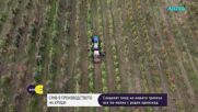 Производството на круши у нас се е сринало със 75% за шест години