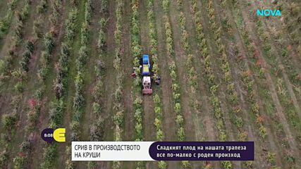 Производството на круши у нас се е сринало със 75% за шест години