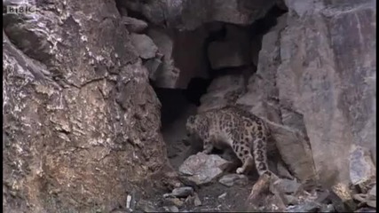 Mother and cub snow leopard behaviour - Snow Leopard Beyond the Myth - Bbc