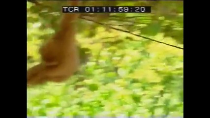 Monkey And Tigers Funny