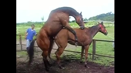 horse breeding (tamby)1