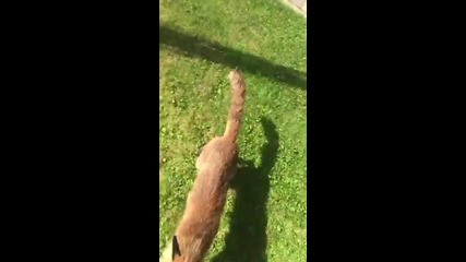 Гладна лисица изненадана пред кокошарник напада стопанина му