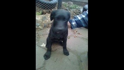 Labrador 