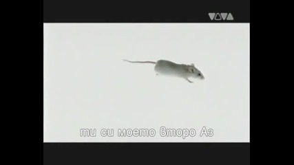 Christina Stuermer - Ich lebe (живея) превод