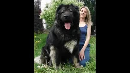 Най - Голямото Куче На Света