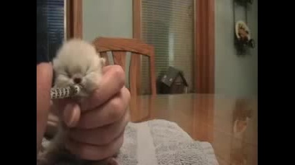 Малко сладко коте сучи мляко