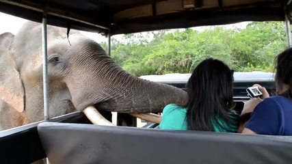 Любопитно слонче