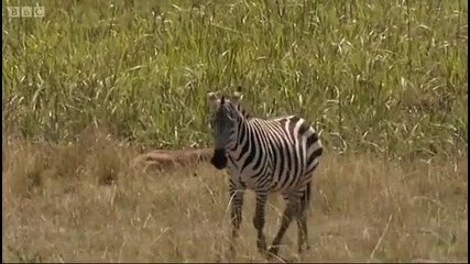 Lioness hunting wildebeest - Big Cat Diary - Bbc 