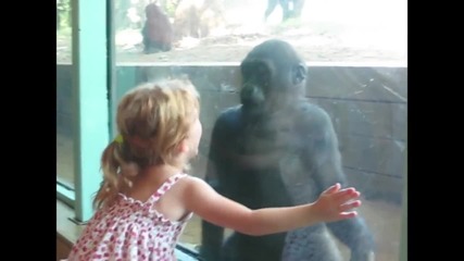 Момиченце и бебе горила стават приятели