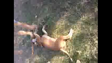 igra na pitbull