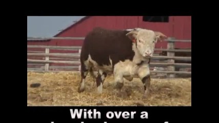 Hereford Bulls 