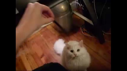 бяло коте 