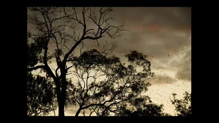 Snowy White - Midnight Blues